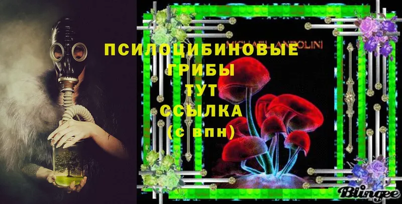 Галлюциногенные грибы Psilocybine cubensis  Костомукша 